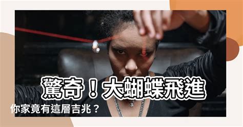 蝴蝶飛來|蝴蝶飛進家，如何應對趨吉避兇？